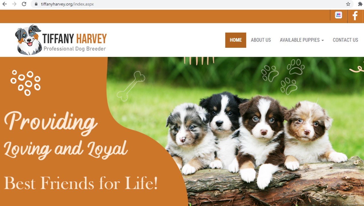 tiffany, harvey, dog, breeder, homepage, inspections, tiffany-harvey, dog-breeder, avery, tx, texas, aussie, australian, shepherd, mix, mini, miniature, aussiedoodles, puppy, mill, puppymill, usda, inspection, records, kennel